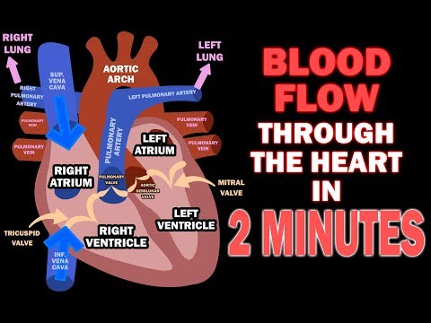 Vein Anatomy: A Journey Through Human Circulatory Design