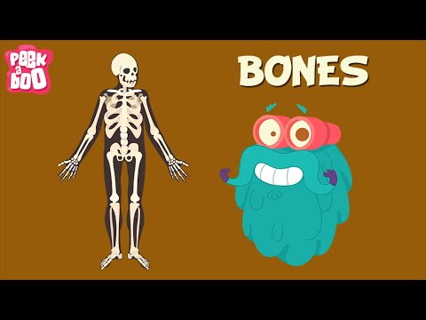 Fascinating Functions of Bone in the Human Body