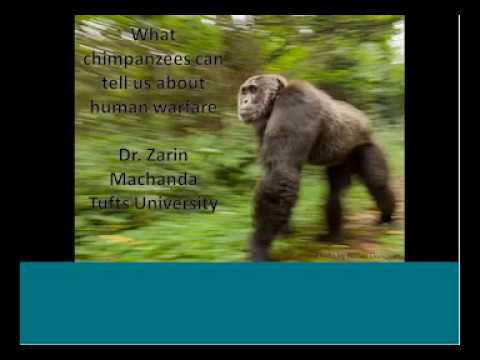 Chimpanzee Anatomy and Its Significance in Science