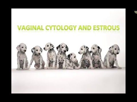 Vaginal Cytology in Dogs: Insights for Veterinary Science