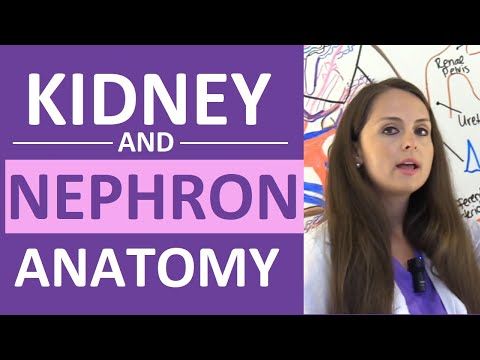 Detailed Insights into Human Kidney Anatomy and Function