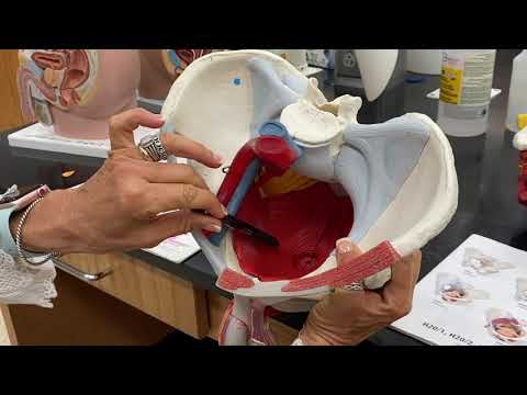 Perineum Anatomy: Structure and Function in the Human Body