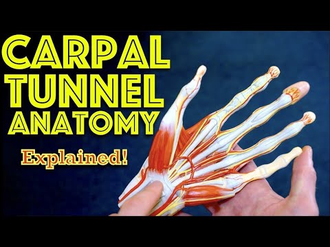 Carpal Tunnel Anatomy and Its Role in Hand Function