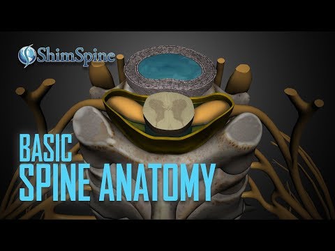 Visualizing Spine Anatomy for Scientific Education and Outreach