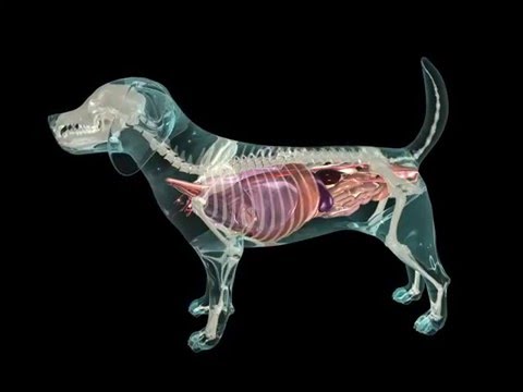 Anatomy of a Dog’s Mouth in Scientific Perspective