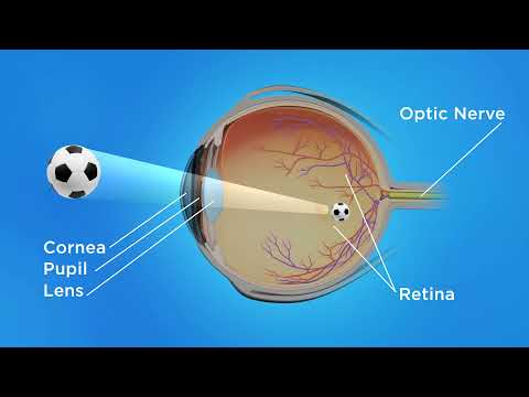 Labeled Diagram of the Human Eye for Scientific Study