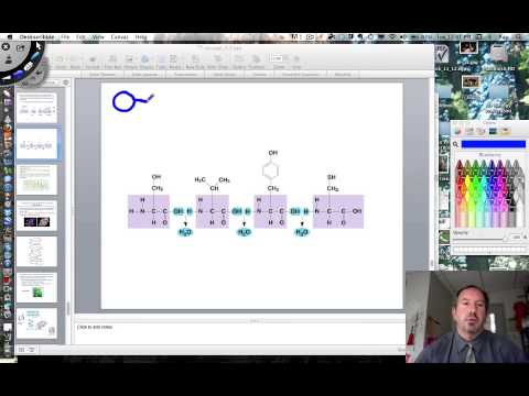 What Are Polypeptides in Biological Science?
