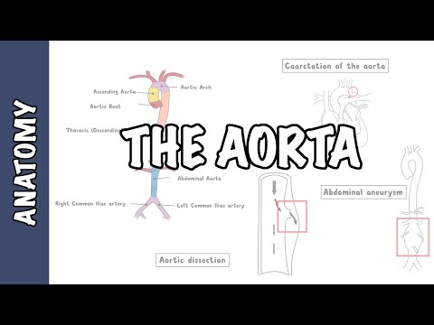 Anatomy of the Aortic Arch and Its Clinical Significance