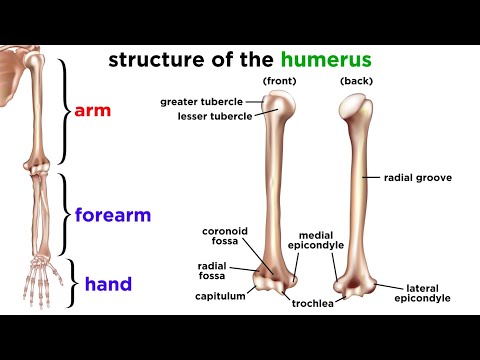 Annotated Skeleton Diagram for Scientific Education