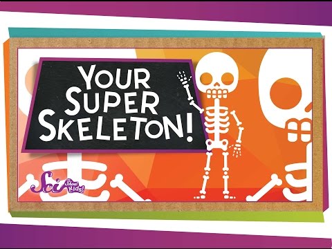 The Fascinating Role of Anatomical Skeletons in Science