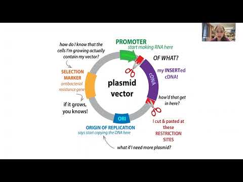 Cloning in Molecular Biology: Advancements and Ethical Considerations