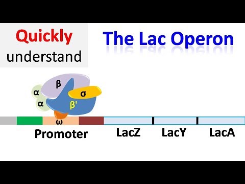 Lacz Gene’s Role in Immune System Function and Health