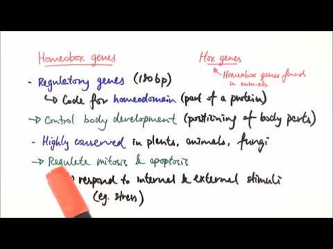 Homeobox Genes and Their Role in Developmental Biology