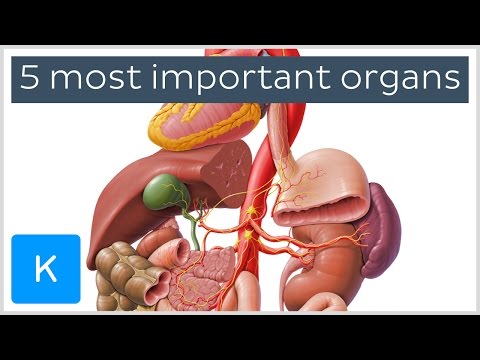 Fascinating Functions of Human Body Organs in Health and Science
