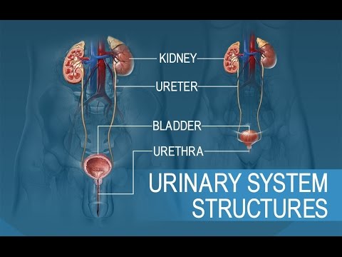The Female Urinary System: Anatomy and Function Explained