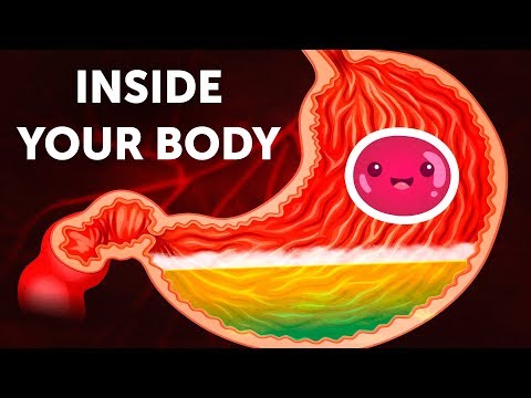 Anatomy Diagram: A Visual Journey Through the Human Body