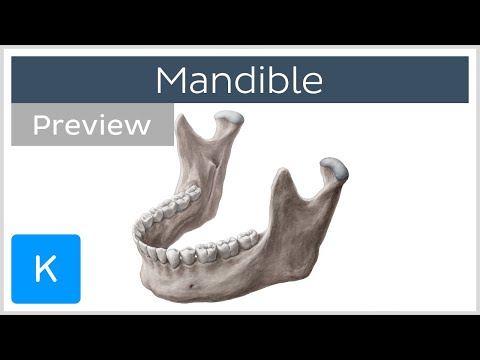 The Structure and Function of the Mandible in Humans