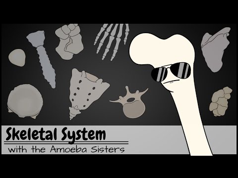 Skeletal System Insights: Structure and Function in Focus