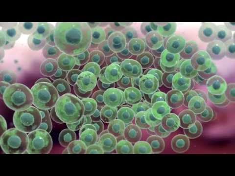 Precision in Motion: The Science of Watchmaker Genomics