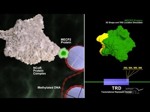 The Role of the MECP2 Gene in Neurological Disorders