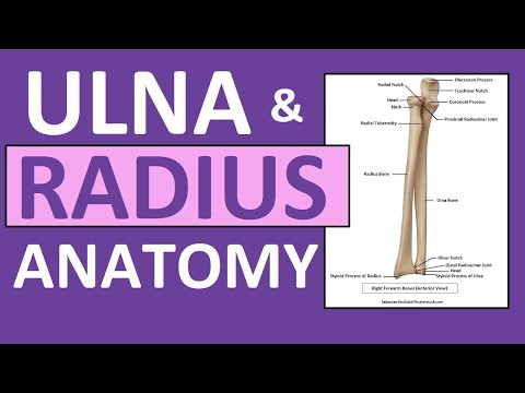 Anatomy of the Radius Bone: Structure and Function Unveiled