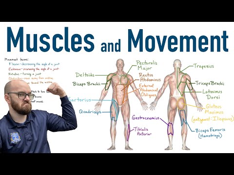 Anatomy of Human Muscles: A Scientific Perspective