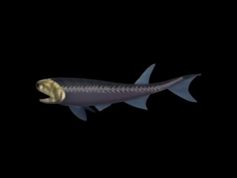 First Vertebrates: Milestones in Evolutionary History