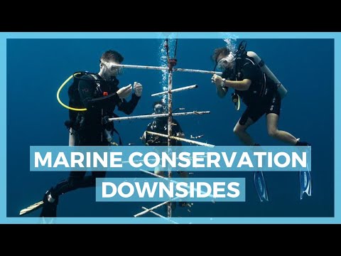 Marine Biologists and Their Role in Ocean Conservation