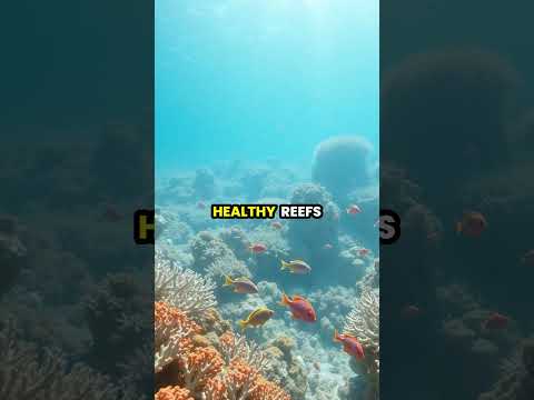 Coral Reefs at Risk: Climate Change and Marine Ecosystems