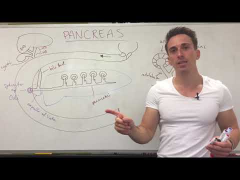 Pancreatic Duct Anatomy: Structure and Function in Health