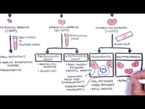 Pathophysiology of Iron Deficiency Anemia in Clinical Practice