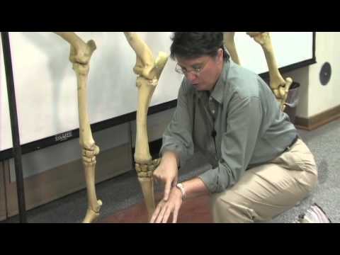Anatomy of Horse Legs: Structure and Function in Motion