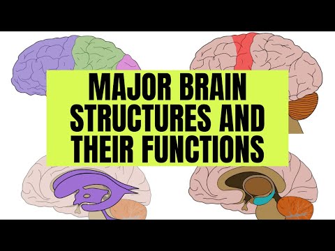 Cerebrum Anatomy: Unraveling Brain Structure and Function