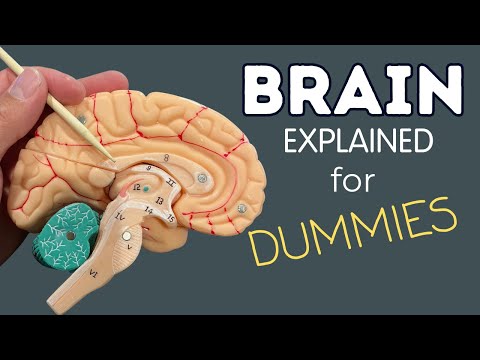 Visualizing the Brain: An Anatomical Diagram of Key Parts