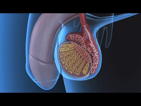 Scientific Diagram of Male Anatomy and Physiology