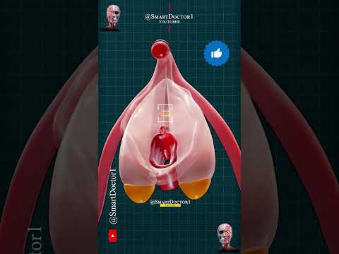 Scientific Insights into Clitoral Anatomy and Function