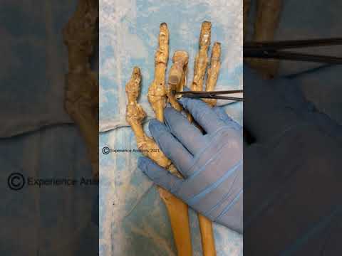 The Structure and Function of Finger Joint Anatomy
