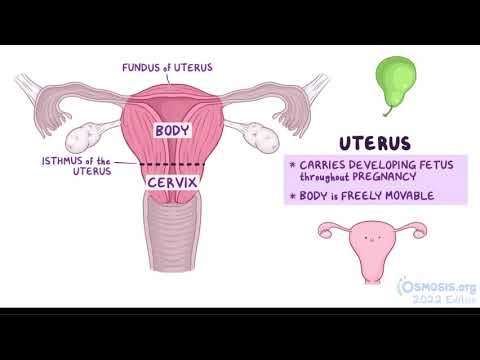 Women’s Body Parts Diagram: A Scientific Perspective