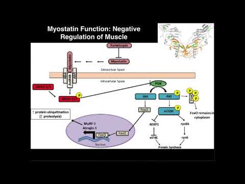 Myostatin Gene: Regulation of Muscle Growth and Health Implications