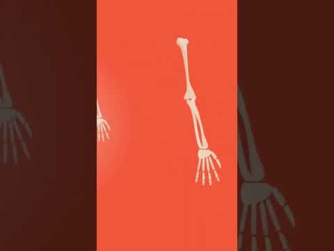 Engaging with Skeleton Diagrams in Scientific Education