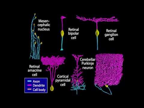 Neural Progenitor Cells: Pioneers of Brain Development and Repair