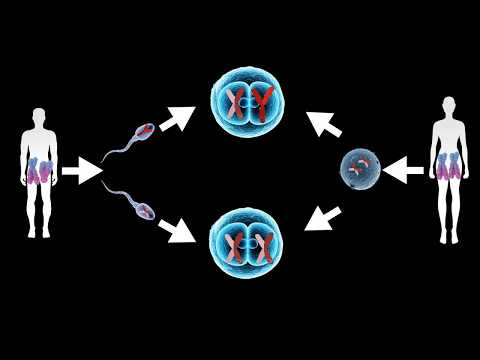 X Chromosome Roles in Gender Development and Health Considerations