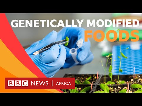 Genetically Modified Foods and Their Scientific Foundations