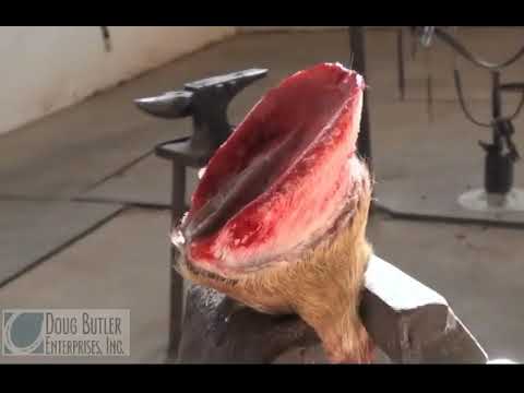Horse Hoof Anatomy: A Scientific Perspective on Equine Health
