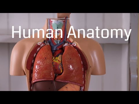 Comprehensive Body Organ Chart for Scientific Education
