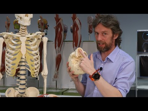 Anatomy of the Soft Palate and Its Biological Functions