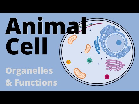 Insights into Animal Cell Biology for Scientific Outreach