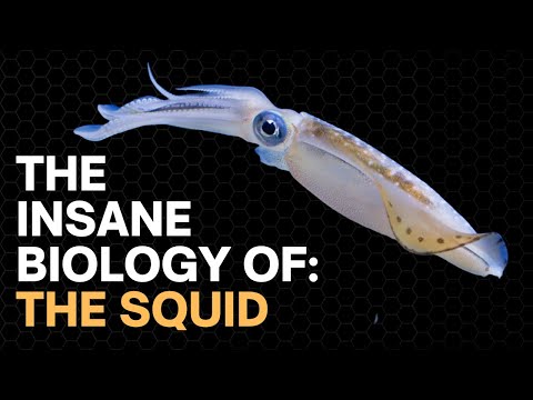 Fascinating Insights into Squid Anatomy and Biology