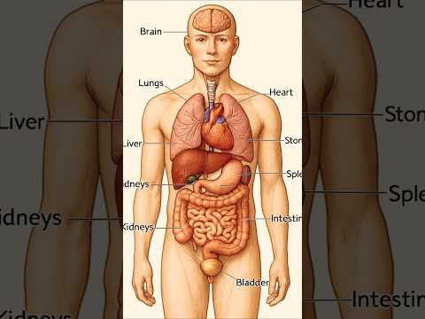 Fascinating Functions of Human Body Internal Organs
