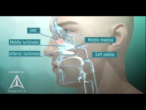 Intricate Structures of Internal Nose Anatomy Unveiled